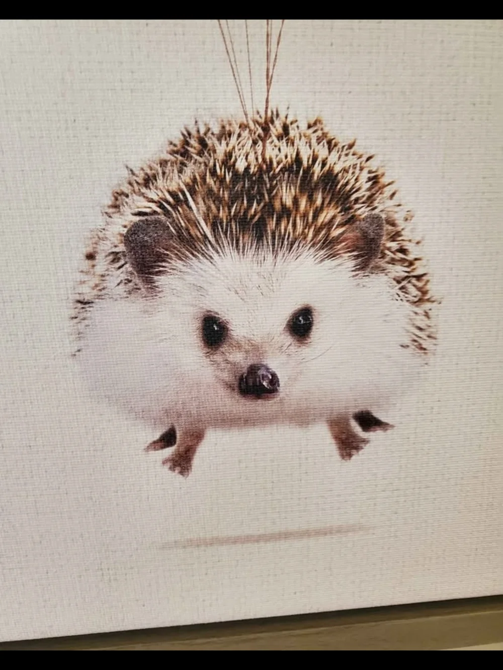 Amy Peterson Hedgehog Art With Wood Frame